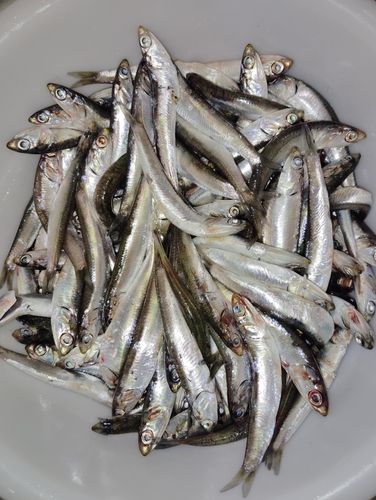カタクチイワシの釣果