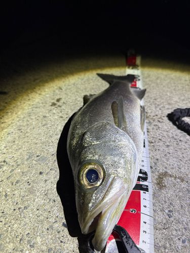 セイゴ（ヒラスズキ）の釣果