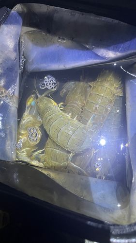 シャコの釣果