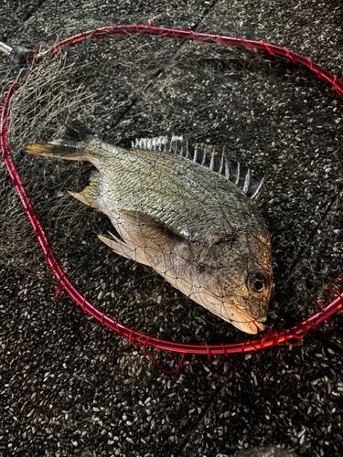 キビレの釣果