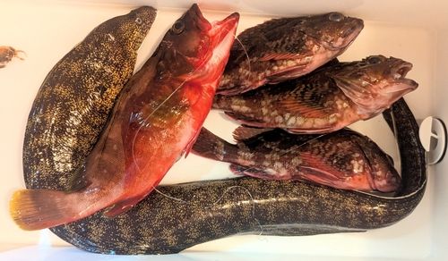 アカハタの釣果