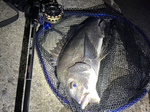 チヌの釣果
