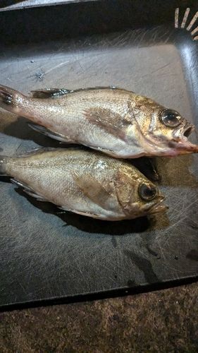 シロメバルの釣果