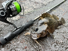 ムラソイの釣果