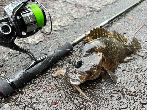 ムラソイの釣果