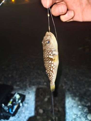 フグの釣果