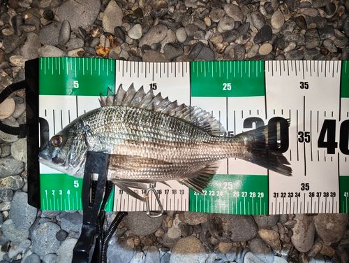チヌの釣果