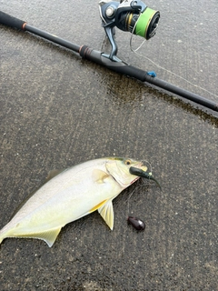 ショゴの釣果