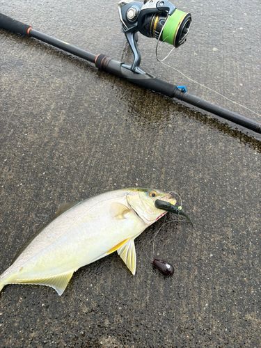 ショゴの釣果