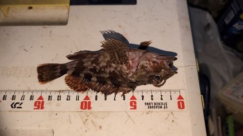 カサゴの釣果
