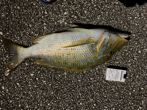 タマンの釣果