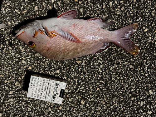 ヒメフエダイの釣果