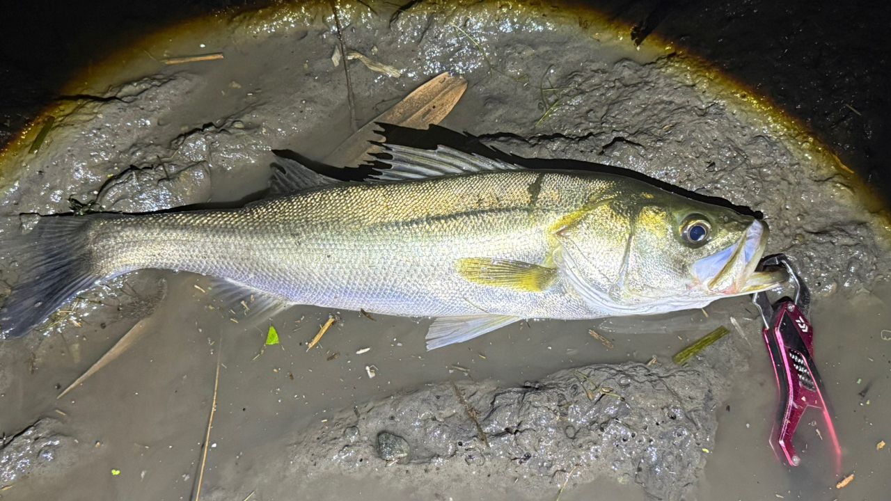 DAIWA 18イグジスト LT4000-CXHの最安値・インプレ・釣果 | 本音の