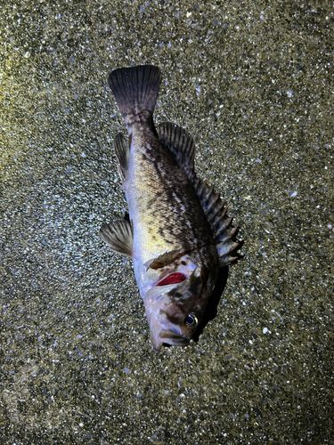 クロソイの釣果
