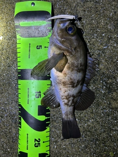 メバルの釣果