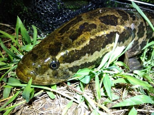 ライギョの釣果