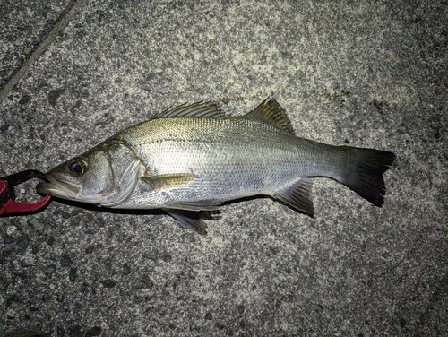 セイゴ（ヒラスズキ）の釣果