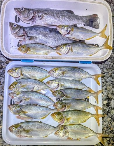 セイゴ（ヒラスズキ）の釣果