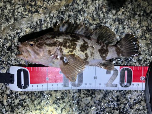 タケノコメバルの釣果