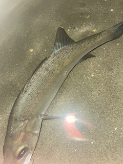 セイゴ（ヒラスズキ）の釣果