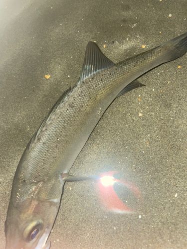 セイゴ（ヒラスズキ）の釣果
