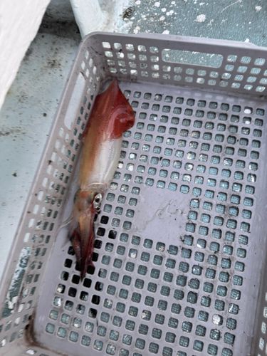ケンサキイカの釣果