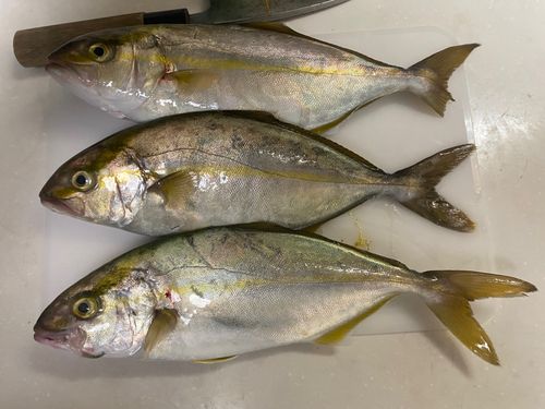 ショゴの釣果