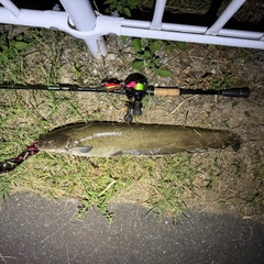 ナマズの釣果