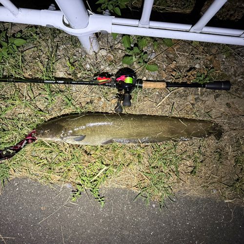 ナマズの釣果