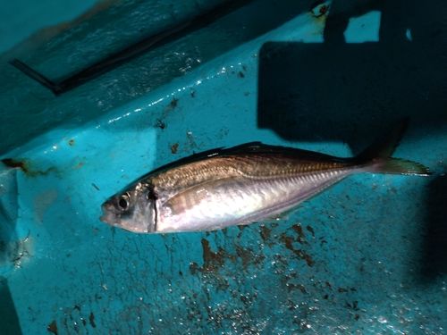 マアジの釣果
