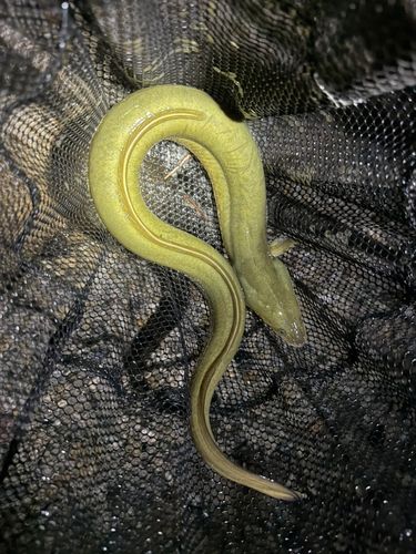 ウナギの釣果