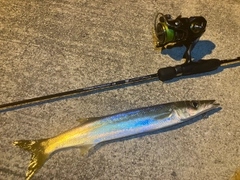 アカカマスの釣果