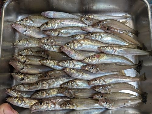 キスの釣果