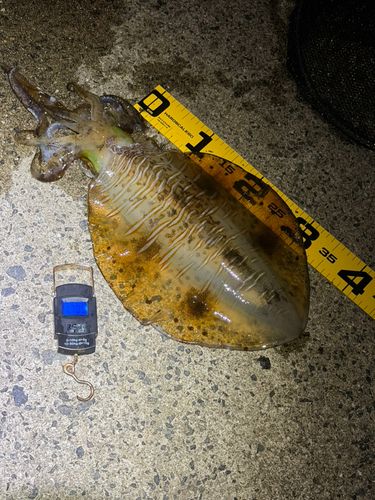 アオリイカの釣果