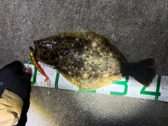 ヒラメの釣果