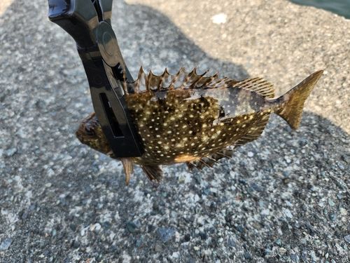 キスの釣果