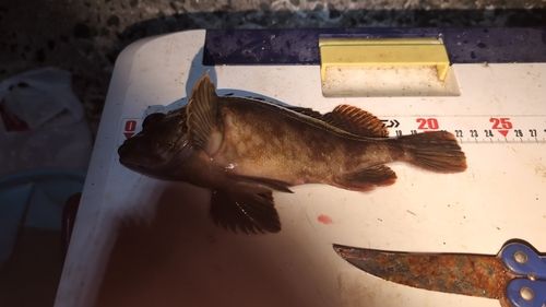 カサゴの釣果