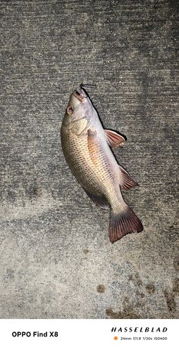 ゴマフエダイの釣果