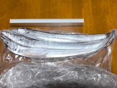 タチウオの釣果