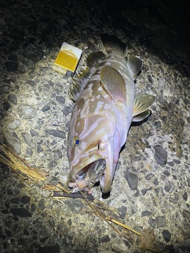 クエの釣果