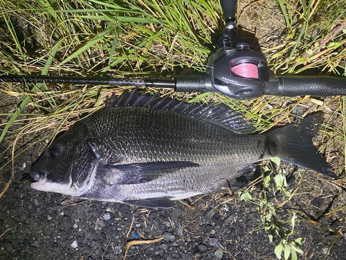 チヌの釣果