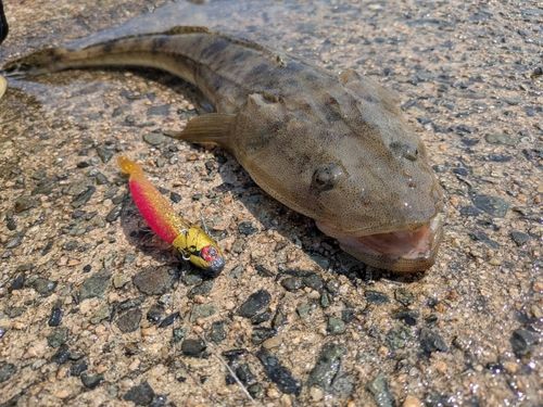 マゴチの釣果
