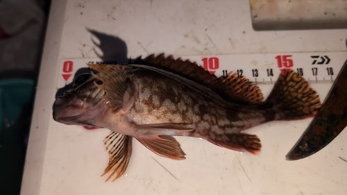 カサゴの釣果