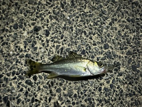 セイゴ（タイリクスズキ）の釣果