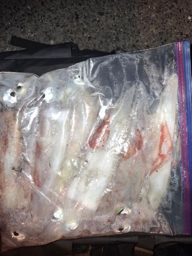 ケンサキイカの釣果