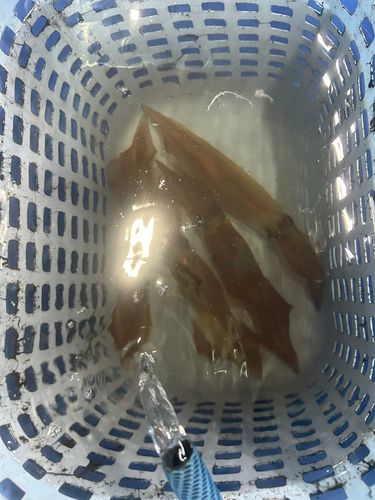 イカの釣果