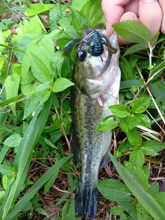 ラージマウスバスの釣果