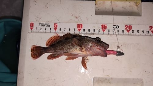 カサゴの釣果