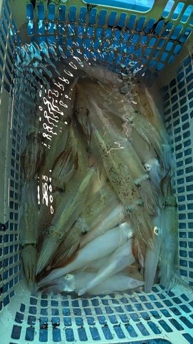 ケンサキイカの釣果