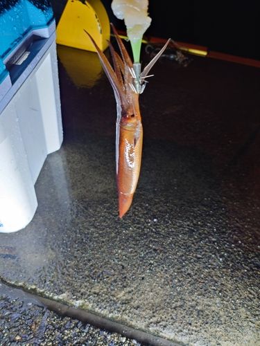 スルメイカの釣果
